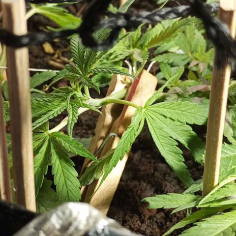 CAPUCCINA growlog photo: Curativo com prendedor 🤒🙌🏾