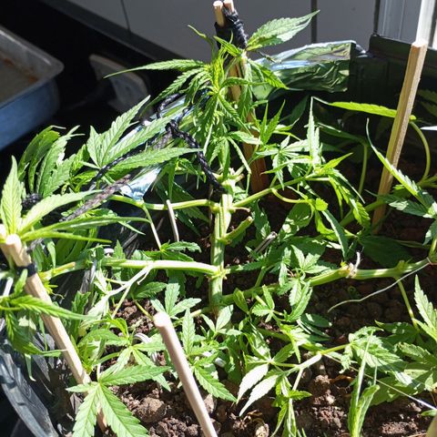 CAPUCCINA growlog timeline photo