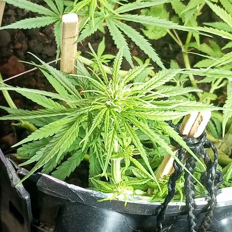 CAPUCCINA growlog photo: A ESTRADA ATÉ AKI😍💚🚀