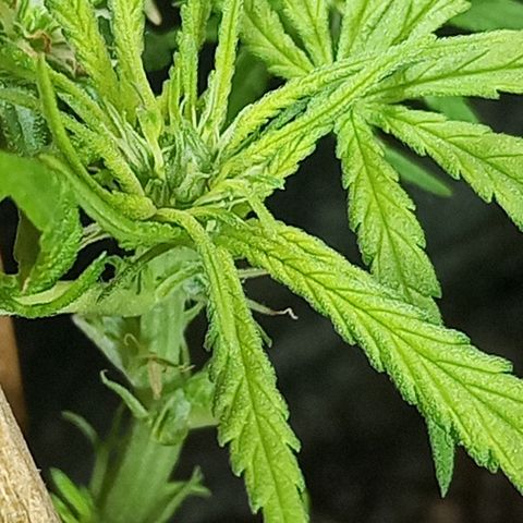 CAPUCCINA growlog photo: A ESTRADA ATÉ AKI😍💚🚀