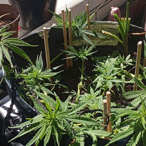CAPUCCINA growlog photo: A ESTRADA ATÉ AKI😍💚🚀