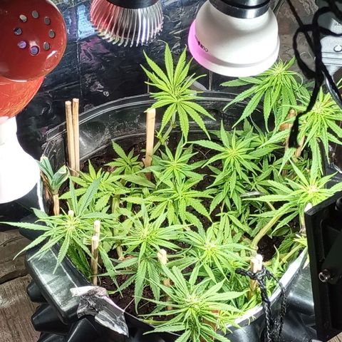 CAPUCCINA growlog photo: A ESTRADA ATÉ AKI😍💚🚀