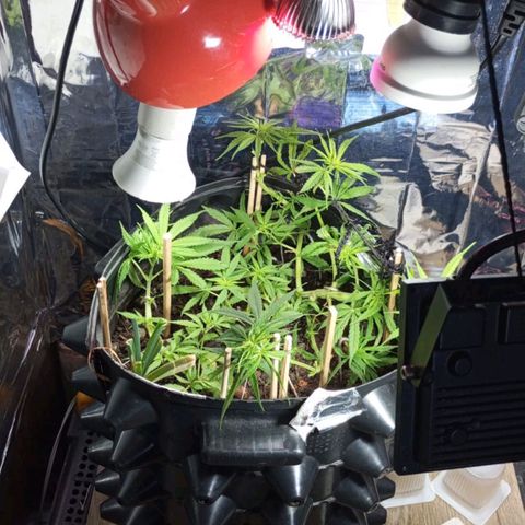 CAPUCCINA growlog photo: A ESTRADA ATÉ AKI😍💚🚀