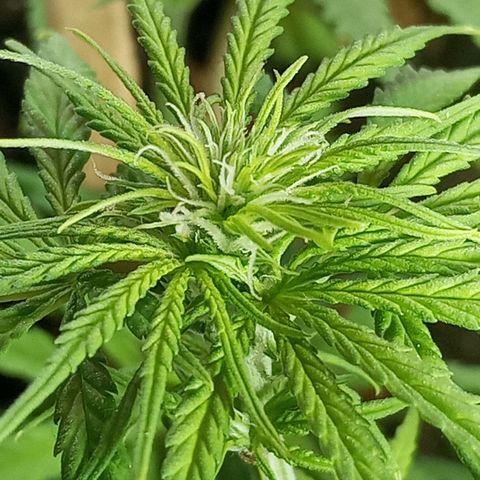 CAPUCCINA growlog photo: A ESTRADA ATÉ AKI😍💚🚀