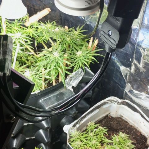 CAPUCCINA growlog photo: A ESTRADA ATÉ AKI😍💚🚀