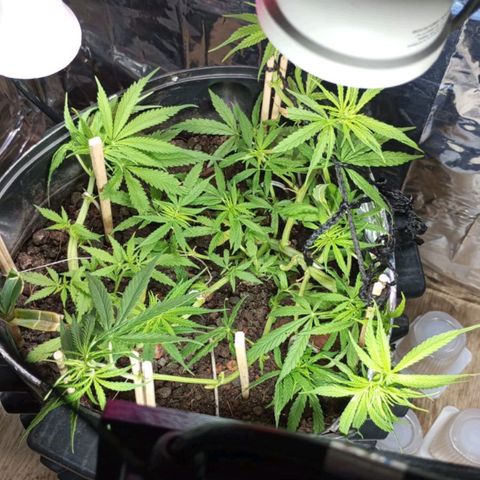 CAPUCCINA growlog photo: A ESTRADA ATÉ AKI😍💚🚀