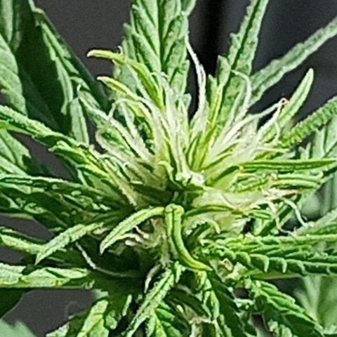 CAPUCCINA growlog photo: A ESTRADA ATÉ AKI😍💚🚀