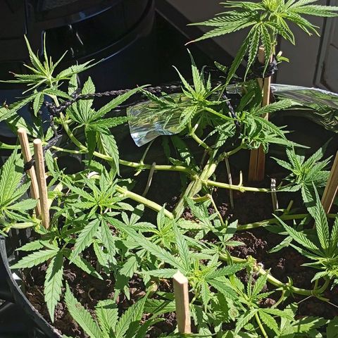 CAPUCCINA growlog photo: A ESTRADA ATÉ AKI😍💚🚀