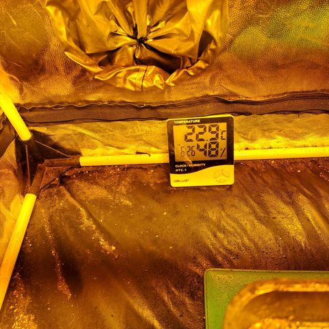 Mimosa Cake Auto growlog photo: EC: 1710 
PH: 6.1
