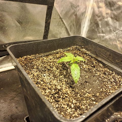 Mimosa Cake Auto growlog photo: EC: 1710 
PH: 6.1
