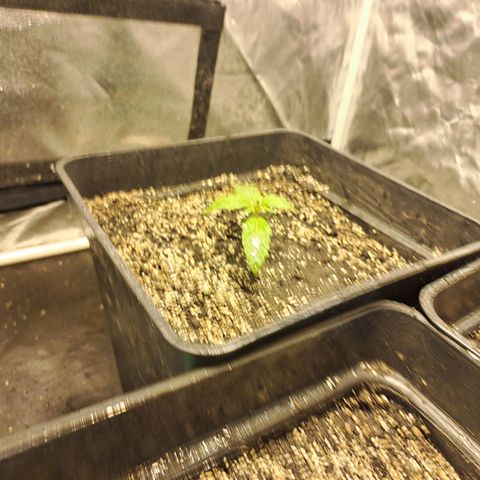 Mimosa Cake Auto growlog photo: EC: 1710 
PH: 6.1
