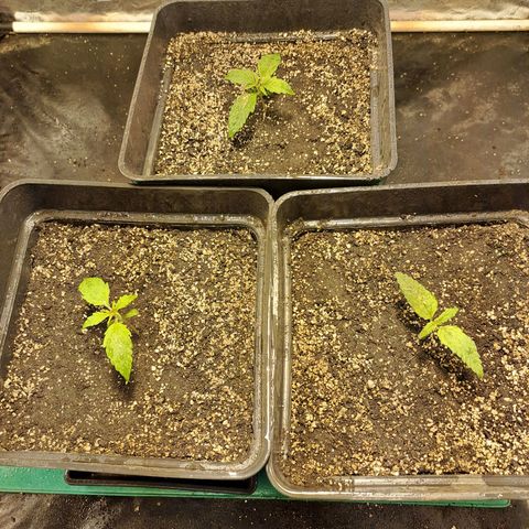 Mimosa Cake Auto growlog photo: EC: 1710 
PH: 6.1
