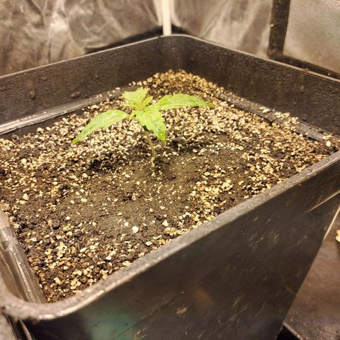 Mimosa Cake Auto growlog photo: EC: 1710 
PH: 6.1

