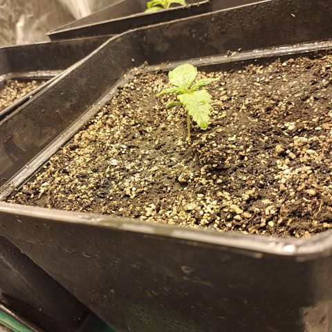 Mimosa Cake Auto growlog photo: EC: 1710 
PH: 6.1
