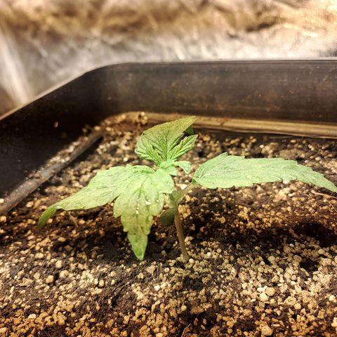 Mimosa Cake Auto growlog timeline photo