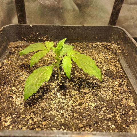 Mimosa Cake Auto growlog timeline photo