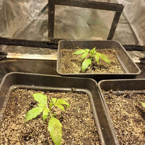 Mimosa Cake Auto growlog timeline photo
