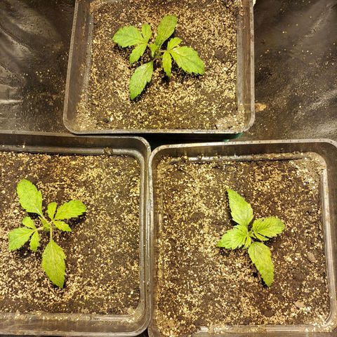 Mimosa Cake Auto growlog timeline photo