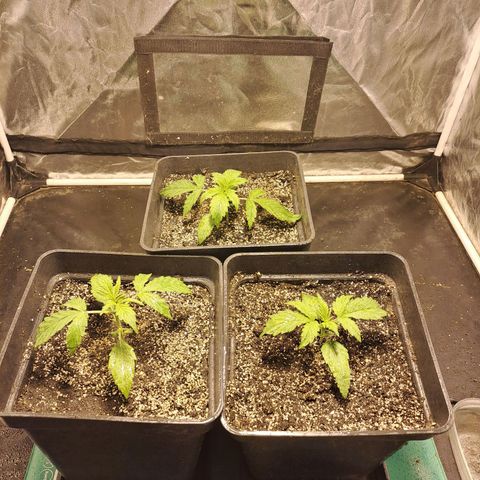 Mimosa Cake Auto growlog timeline photo