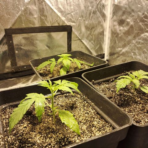 Mimosa Cake Auto growlog timeline photo