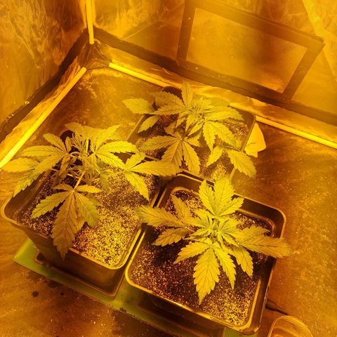 Mimosa Cake Auto growlog photo: 1450
1500
1460
EC 1510 /
Ph 6.2
A 12
B 19
C 12