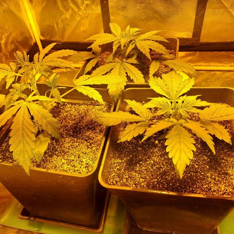 Mimosa Cake Auto growlog photo: 1450
1500
1460
EC 1510 /
Ph 6.2
A 12
B 19
C 12