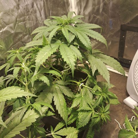 Mimosa Cake Auto growlog timeline photo