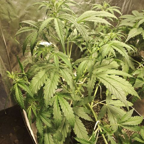 Mimosa Cake Auto growlog timeline photo