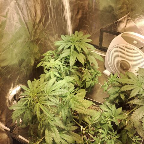Mimosa Cake Auto growlog timeline photo