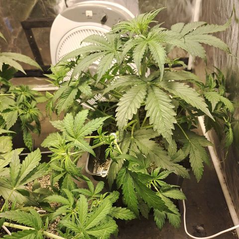 Mimosa Cake Auto growlog timeline photo