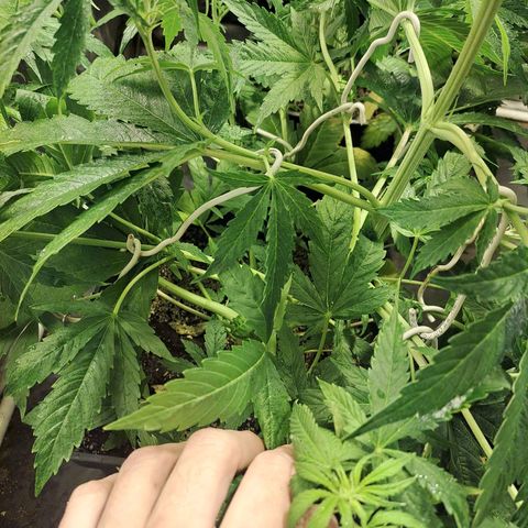Mimosa Cake Auto growlog timeline photo