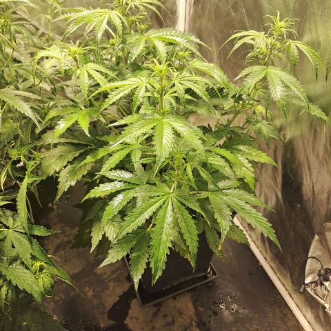 Mimosa Cake Auto growlog timeline photo