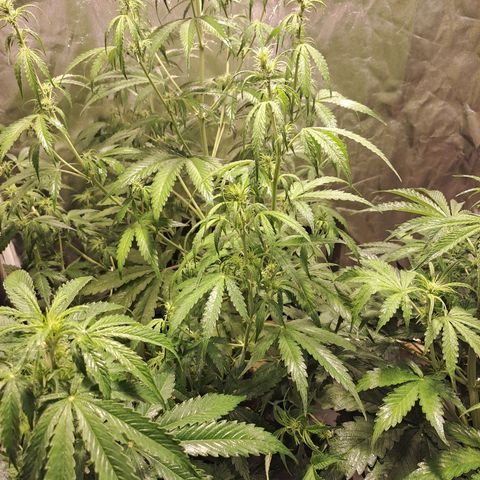 Mimosa Cake Auto growlog timeline photo