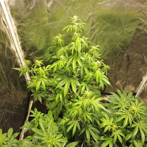 Mimosa Cake Auto growlog timeline photo