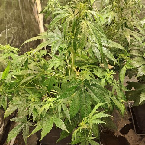 Mimosa Cake Auto growlog timeline photo