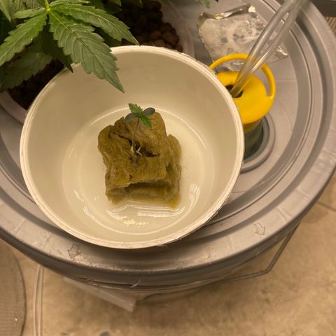 BANANA PURPLE PUNCH AUTO growlog timeline photo