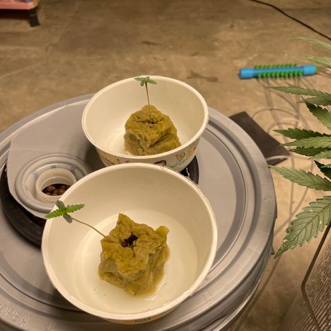 BANANA PURPLE PUNCH AUTO growlog timeline photo