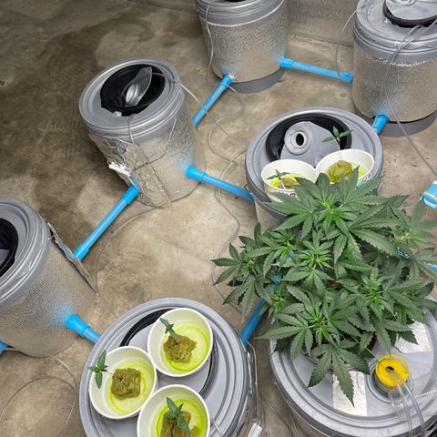 BANANA PURPLE PUNCH AUTO growlog photo: Ec 0.2 (300ppm) ph 6.3
