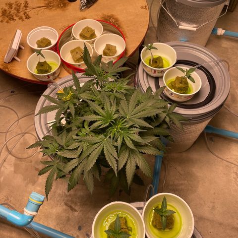 BANANA PURPLE PUNCH AUTO growlog timeline photo