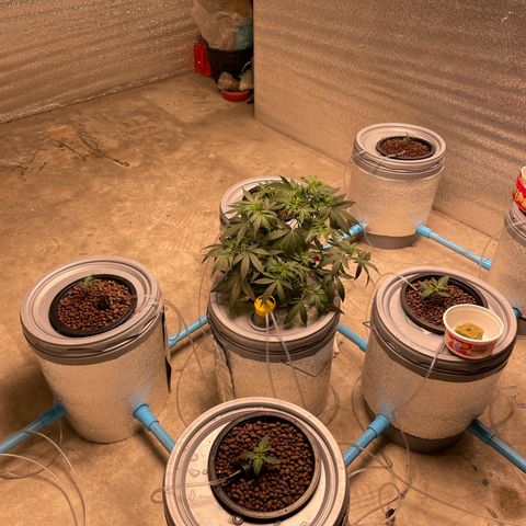 BANANA PURPLE PUNCH AUTO growlog photo: Ec 336 ppm ph 6.7
