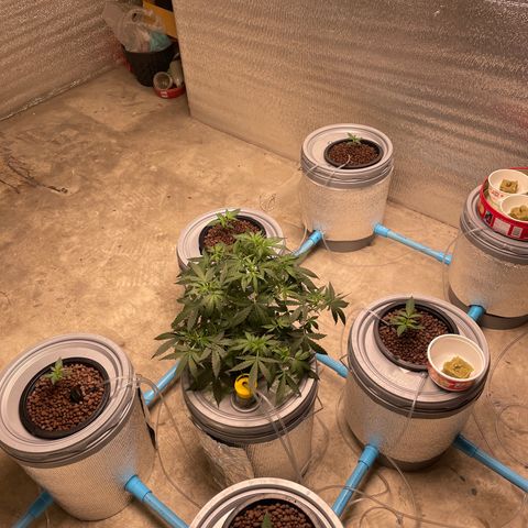 BANANA PURPLE PUNCH AUTO growlog photo: Ph 5.9 ec 0.6 (300Ppm)