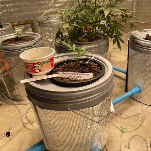 BANANA PURPLE PUNCH AUTO growlog photo: Ph5.7 ec 0.6(313ppm)