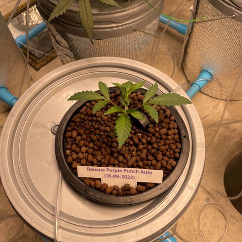 BANANA PURPLE PUNCH AUTO growlog photo: Ph 5.8 ec 350ppm