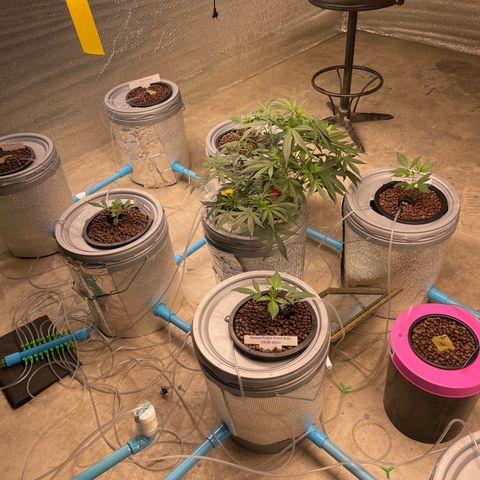 BANANA PURPLE PUNCH AUTO growlog photo: Ph 6.2 ec 0.6 (334ppm)