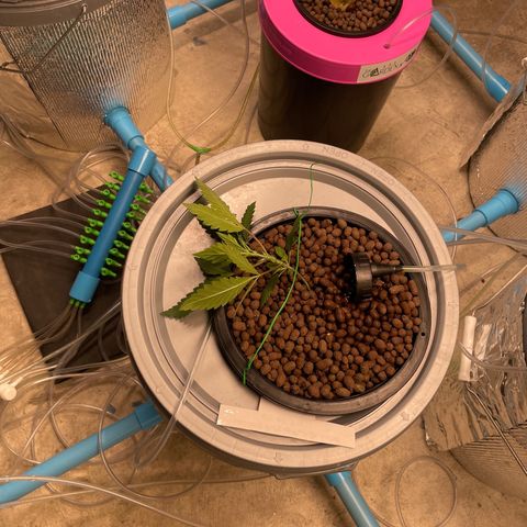 BANANA PURPLE PUNCH AUTO growlog photo: Ph 5.8 ec 0.6 (303ppm)