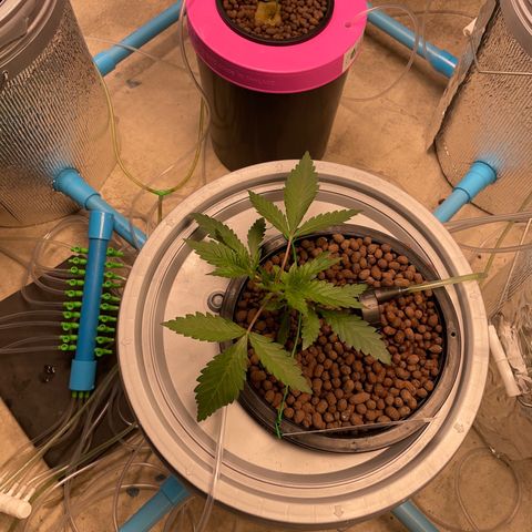 BANANA PURPLE PUNCH AUTO growlog photo: Ph 5.7 ec0.6 (343ppm)