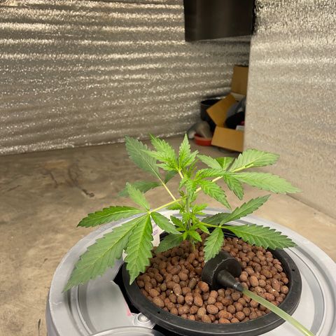 BANANA PURPLE PUNCH AUTO growlog photo: Ph 6.1 ec 0.6 (329ppm)