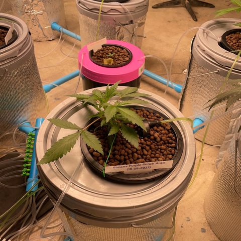 BANANA PURPLE PUNCH AUTO growlog photo: Ph 5.9 ec 0.4 360ppm