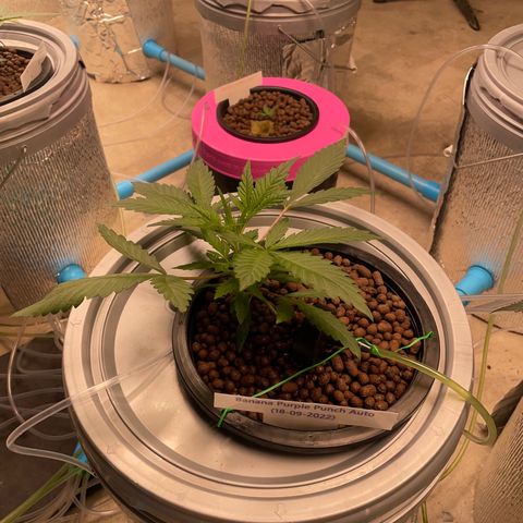 BANANA PURPLE PUNCH AUTO growlog timeline photo