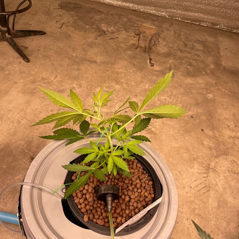 BANANA PURPLE PUNCH AUTO growlog timeline photo